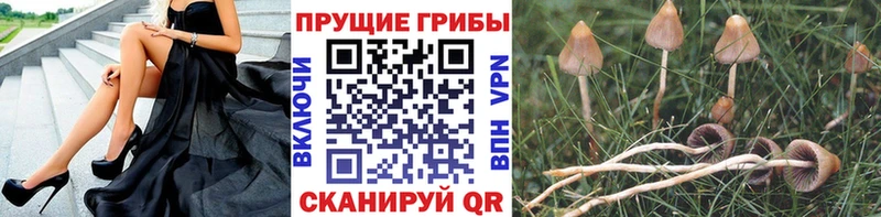 ссылка на мегу вход  цены наркотик  Рославль  Псилоцибиновые грибы Cubensis 